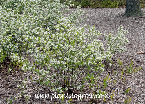 Iroquois Beauty Black Chokeberry (Aronia melanocarpa) 
(05/18/18)